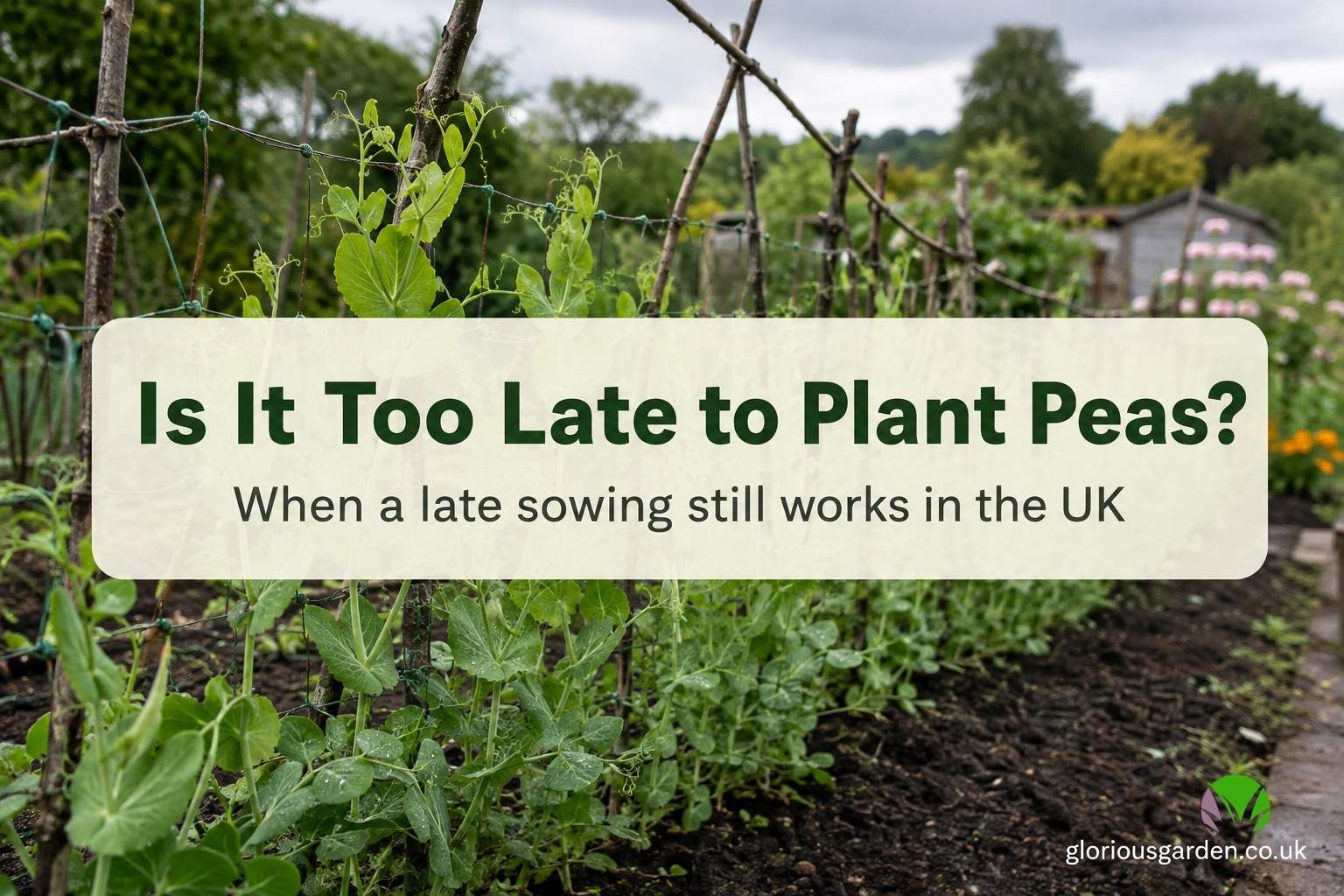 Pea seedlings sown late in summer climbing supports in a UK vegetable garden
