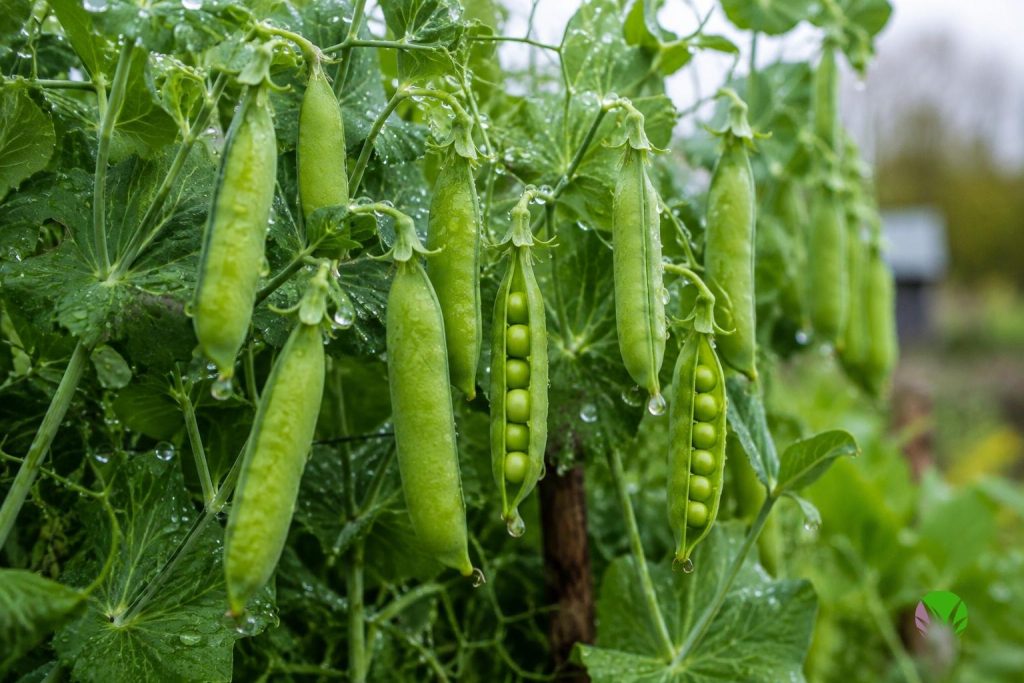 Freshly filled pea pods on the plant from a late summer sowing