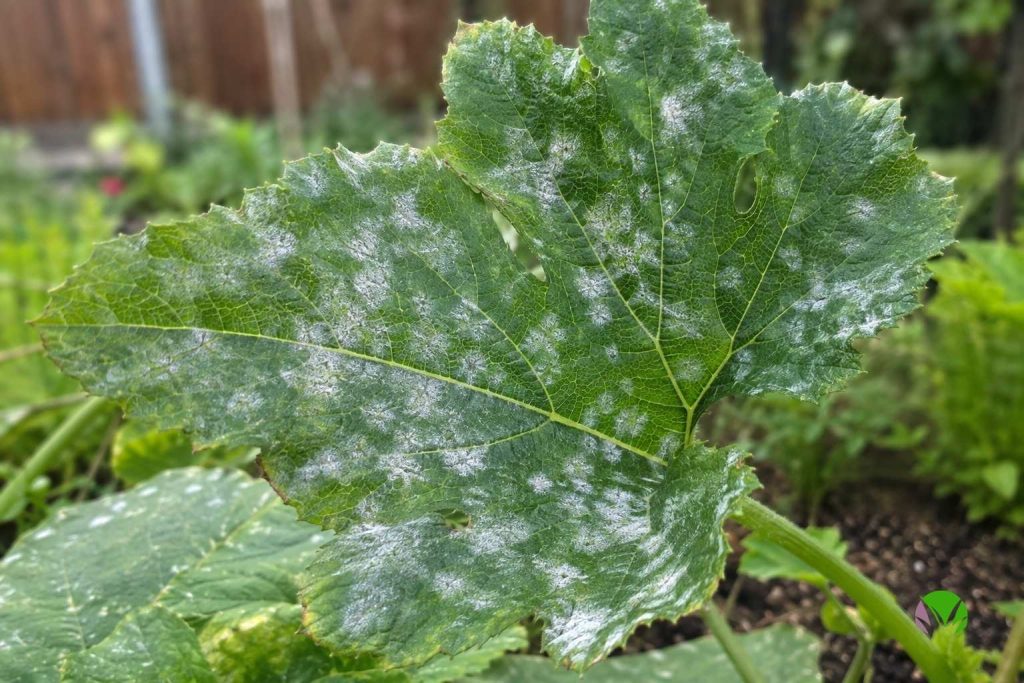 Close up of powdery mildew white patches spreading on a courgette leaf
