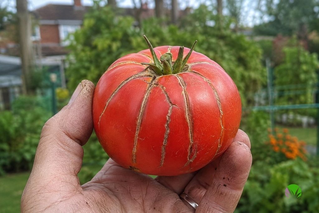 Tomato showing radial splitting with cracks running down the sides from the stalk