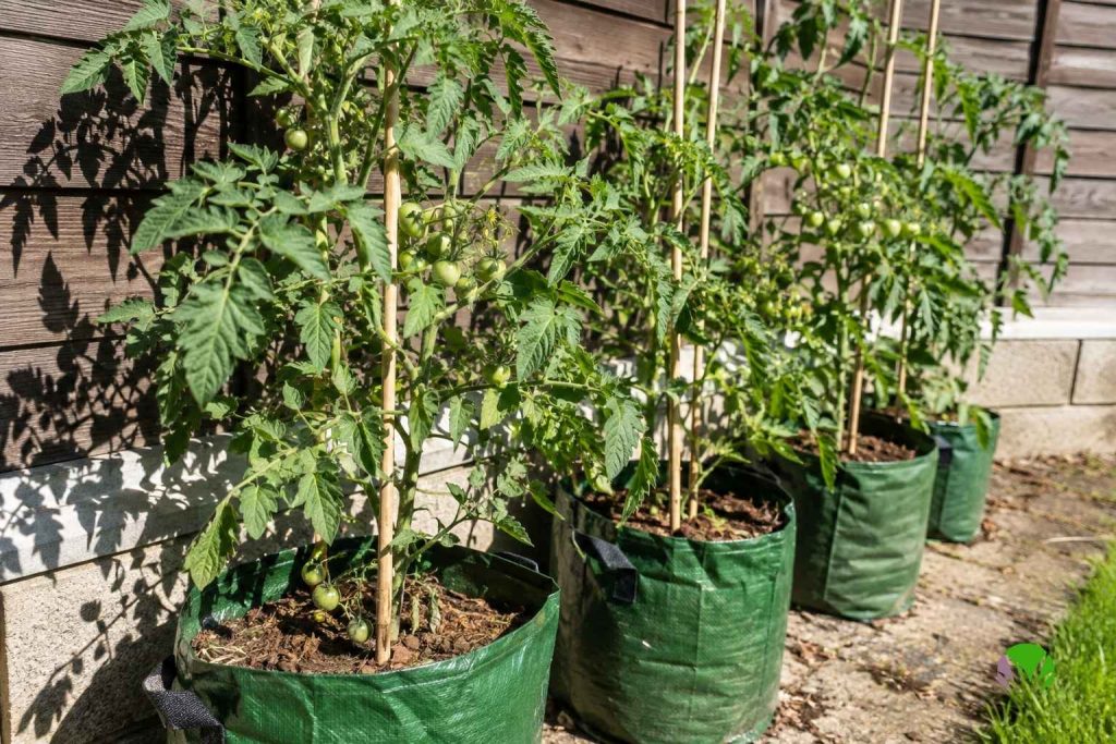 Tomato plants growing in grow bags in a UK garden which are prone to blossom end rot