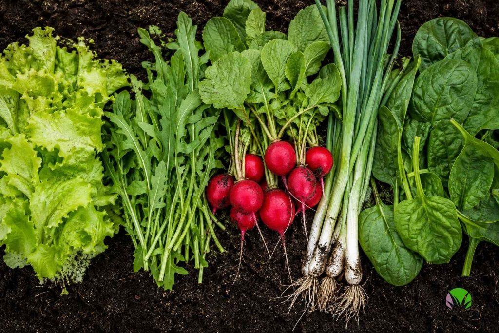 Salad leaves, radishes and spinach that can still be sown in August in the UK